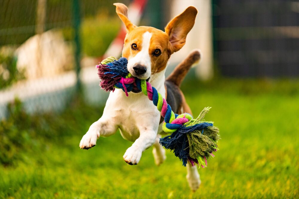 A dog is jumping in the air with a toy.